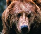 Голова большой медведь